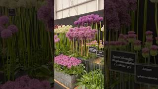 BBC Gardeners’ World Live 2024 Allium Fushia Stunning Floral Displays the Floral Marquee garden [upl. by Hsevahb]