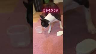 最後まで見て飼い主と本気でやった結果 ボステリ ボステリくん＃ぶーちゃん＃チュパ犬 [upl. by Horwath]