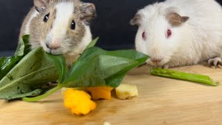 GUINEA PIGS EATING  ASMR  HungryPetsASMR [upl. by Ulphiah256]