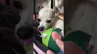 playing with my angry chihuahua 🐶😈😆 chihuahua angrychihuahua dog [upl. by Ettolrahs]