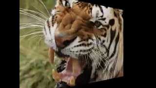 Tiger attack elephant and safari riders in jim corbett national park dhikala [upl. by Yesdnik]