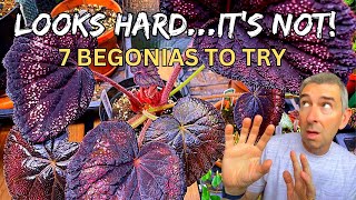 7 UNUSUAL but Easy BEGONIAS to Try that Look Hard [upl. by Aylmer]