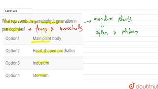 What represents the gametophytic generation in pteridophytes [upl. by Learrsi]