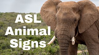 How To Sign Animals In ASL 25 Beginner Signs [upl. by Egag607]