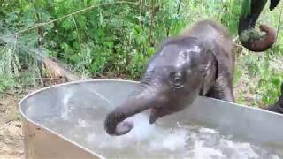 Baby Elephant Playing in water  Elephants World [upl. by Juno172]