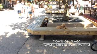 Labradoodle Dog Obedience Training for 5 month old puppy Daisy [upl. by Shue458]