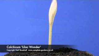 Colchicum Lilac Wonder timelapse [upl. by Willabella]