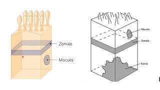 Epithelial polarity  Epithelial specializations [upl. by Kleiman808]