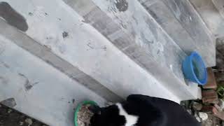 ❤🐕🐈Kripa krka en bezubaan bachho pr daya kro street animals lovers help [upl. by Maite]