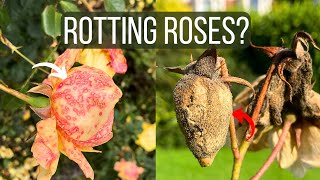 How To Cure Botrytis Blight on Roses Identify the Disease and Save Your Flowers [upl. by Nalahs]