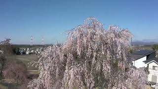 さくら市の桜2022 クラ桜【都市整備課】 [upl. by Millian]