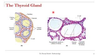 Thyroid gland part1  Dr Hussam Rashed [upl. by Serolod]