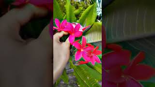 Flower story  touching thought ytshort [upl. by Petromilli]