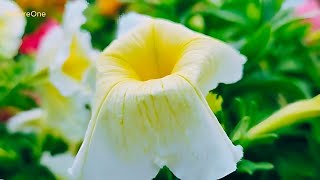 Enjoy beautiful natural flowers  flowers petunia petunias [upl. by Nilok]