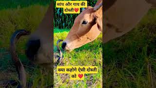 AajTak live South movie tik tok Comedy bhoot Cartoon Bhojpuri trending comedy kheshari lal yadav 7 [upl. by Arahsat]