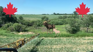 Baby Moose Is Scared Of The Sprayer [upl. by Llertnov]