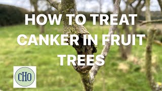 How to Treat Canker in Fruit Trees Organically [upl. by Cathee278]