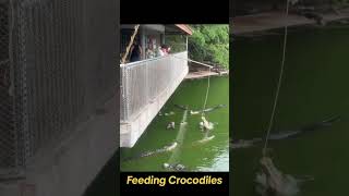 Feeding Crocodiles [upl. by Najar]