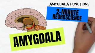 2Minute Neuroscience Amygdala [upl. by Eelah]