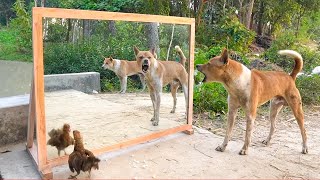 Angry dogs vs mirror reaction  Funny dogs fighting mirror  Amazing mirror reactions on dog [upl. by Nodarb306]