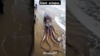 Giant octopus 👾👾👾👾youtube [upl. by Alleuqram]