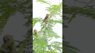 bayaweaver weaverbird birds birdsvideo birdslover 4k urbanwildlife family peacefulmoments [upl. by Cissie]