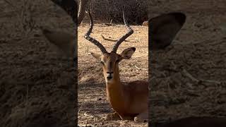 A beautiful impala wildlife botswana safari newshorts [upl. by Pallas718]