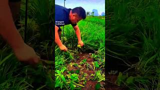 Harvesting leeks with a scythe workfarming shorts [upl. by Canica344]