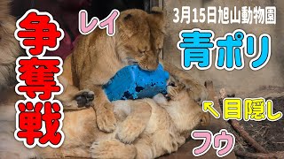 【旭山動物園ライオン】青ポリをめぐるフウとレイの白熱争奪戦‼️ [upl. by Lorie]