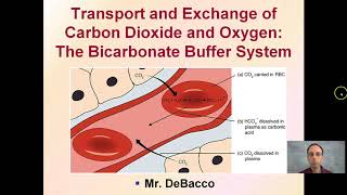 Transport and Exchange of Carbon Dioxide and Oxygen The Bicarbonate Buffer System [upl. by Llenra]