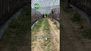 Oval tube polytunnel and raspberries growing system [upl. by Woods]