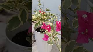 Wow bougainvillawhatabeautifuldaytogooutside garden gardening getupearlyinthemorning flowers [upl. by Notxap]