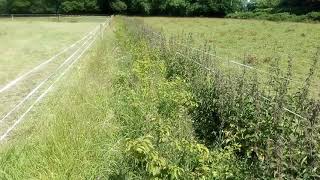 New hedge clearing undergrowth at three months [upl. by Rydder]