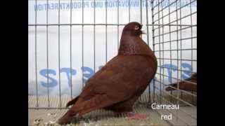 Fancy Pigeon Breeds CD Rassetauben in Englisch von C  D [upl. by Spenser]