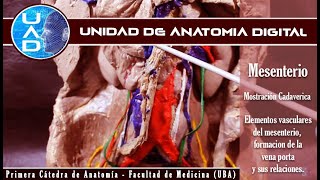 mesenterio elementos vasculares  UAD  Primera cátedra de Anatomía  FMed  UBA [upl. by Maureene]