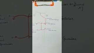 Anastomosis around knee joint [upl. by Aennaej]