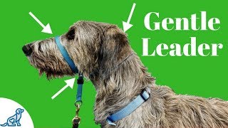 How To Use A Gentle Leader Head Collar  Professional Dog Training Tips [upl. by Kcirde]