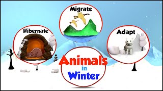 Animals in Winter  What do animals do in Winter  How Animals Prepare for Winter  Winter amp Animals [upl. by Shargel975]