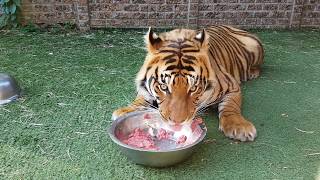 Watch me feed the tigers and checking the pups in FHD 60fps [upl. by Arob]