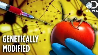 Are Any Foods Natural Anymore GMOs Explained [upl. by Krissie]