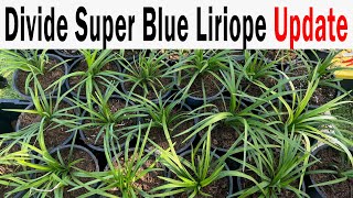 Divide Blue Liriope Update [upl. by Ettecul]