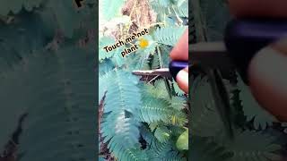 Touch me not plant అత్తిపత్తి nature ytshorts [upl. by Declan]