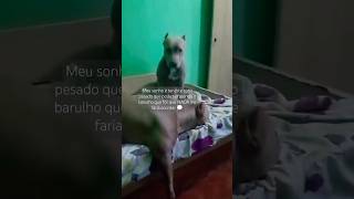 Sono pesado 😕💤 funny preppyyyy preppyslay humor memes pets cachorros [upl. by Zorah]