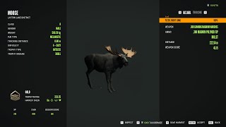 Moose  4Melanistic  theHunter Call of the Wild 2024 02 03 [upl. by Bandur]