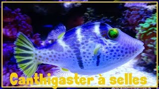 Canthigaster valentini  Bleeker 1853  Tetraodontidae  Canthigaster à selles  122018 [upl. by Rowley]