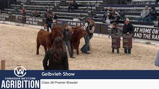 CWA 2023  Gelbvieh Show [upl. by Ocirne763]