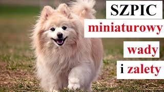 Szpic Miniaturowy POMERANIAN  WADY i ZALETY [upl. by Pollie]