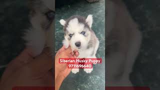 Extraordinary Quality Siberian Husky Puppy 🐶 [upl. by Eityak]