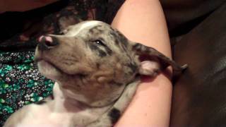 The cutest Silver Catahoula Leopard puppy ever [upl. by Lledner670]