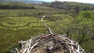 Bywyd Gwyllt Glaslyn Wildlife  Ffrwd Byw  Live Stream [upl. by Adnarim594]